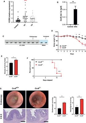 CCR8 Signaling via CCL1 Regulates Responses of Intestinal IFN-γ Producing Innate Lymphoid CelIs and Protects From Experimental Colitis